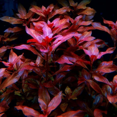 Людвигия Рубин (меристемное растение), ф60х40 мм